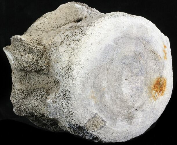 Huge, Fossil Whale Vertebrae - Yorktown Formation #40965